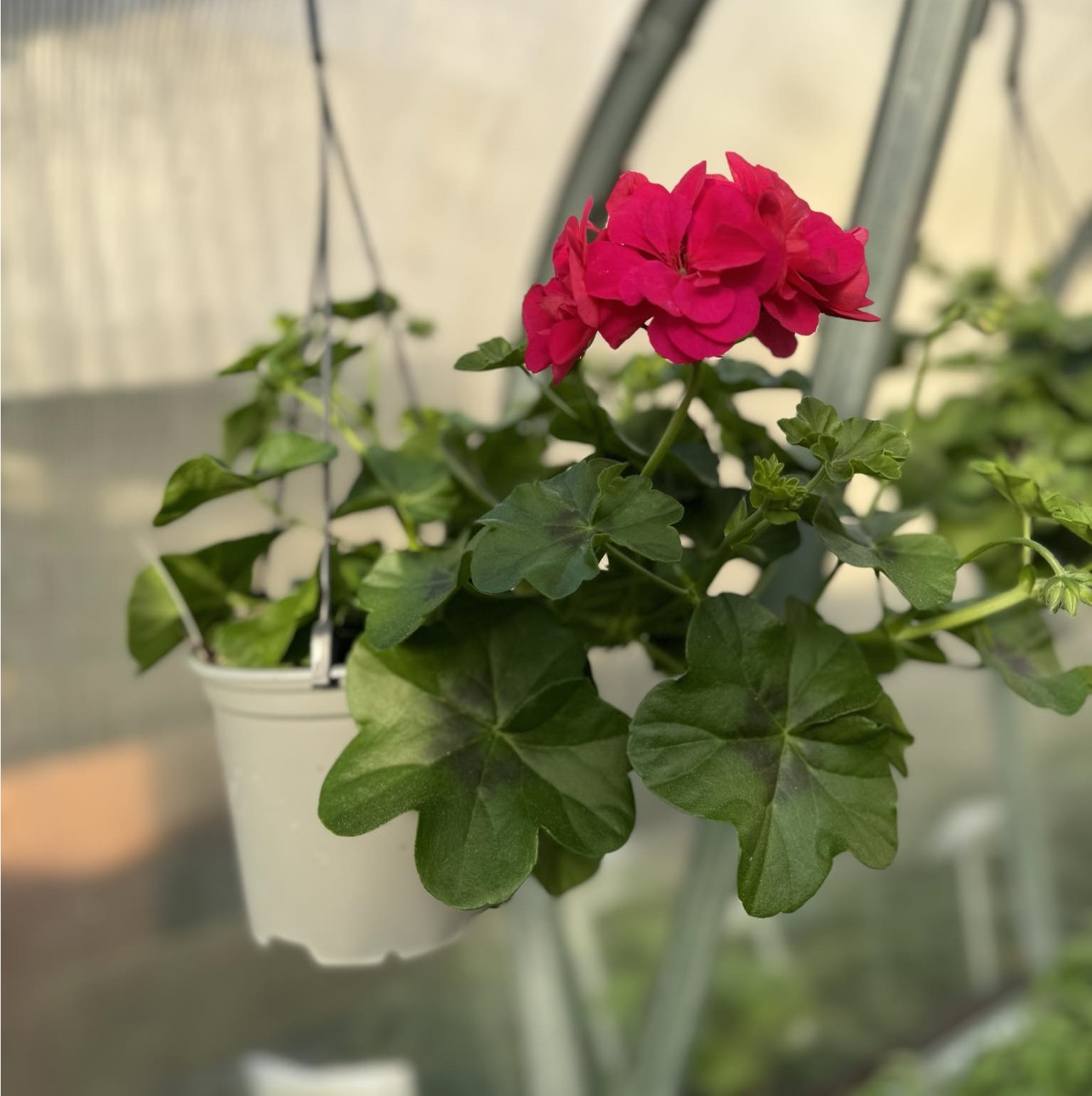 pelargonija svyranti rozine stambiaziede pelargonija_svyranti_rozine_stambiaziede