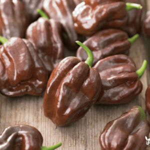 habanero calita brown
