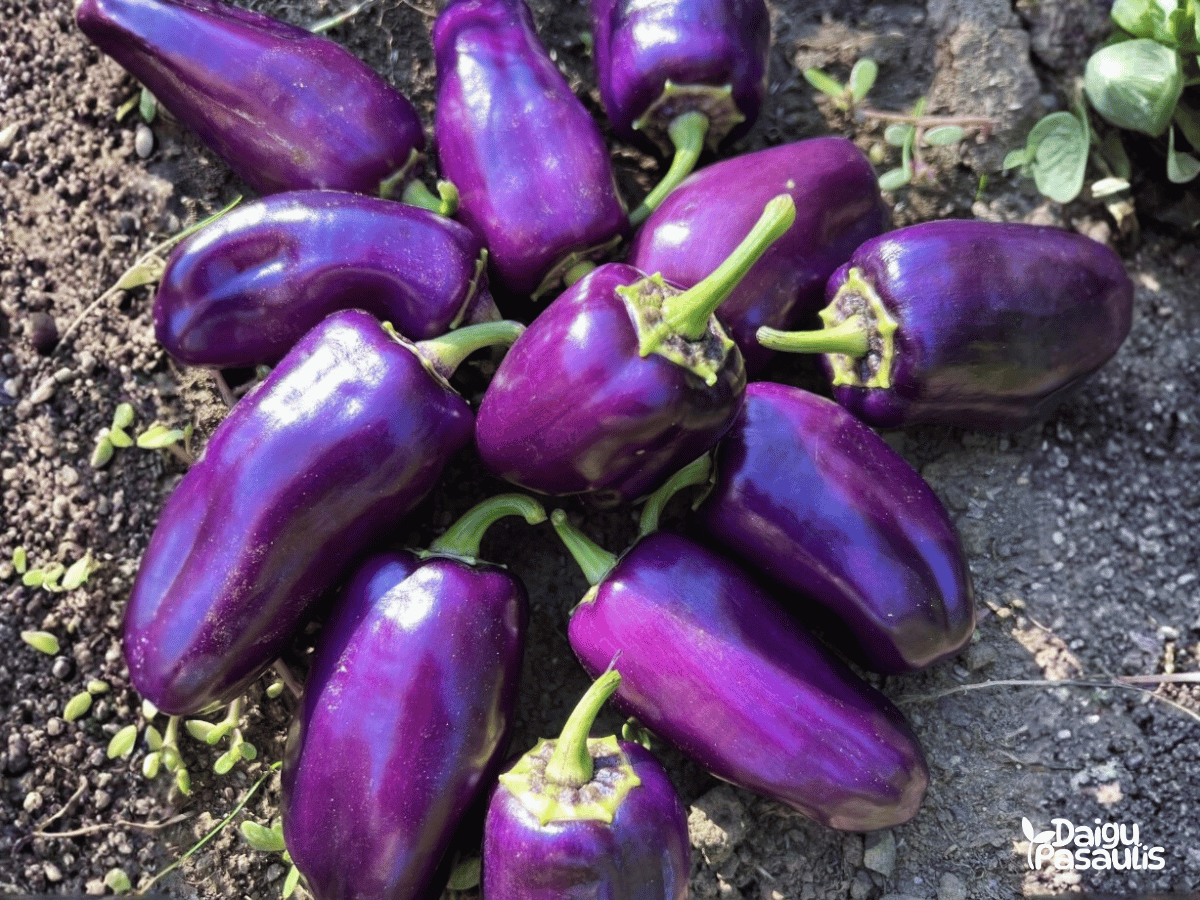 papriku_seklos_balkonines_snack_lilac papriku seklos balkonines snack lilac