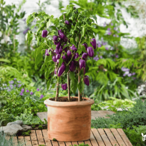 papriku seklos snack lilac
