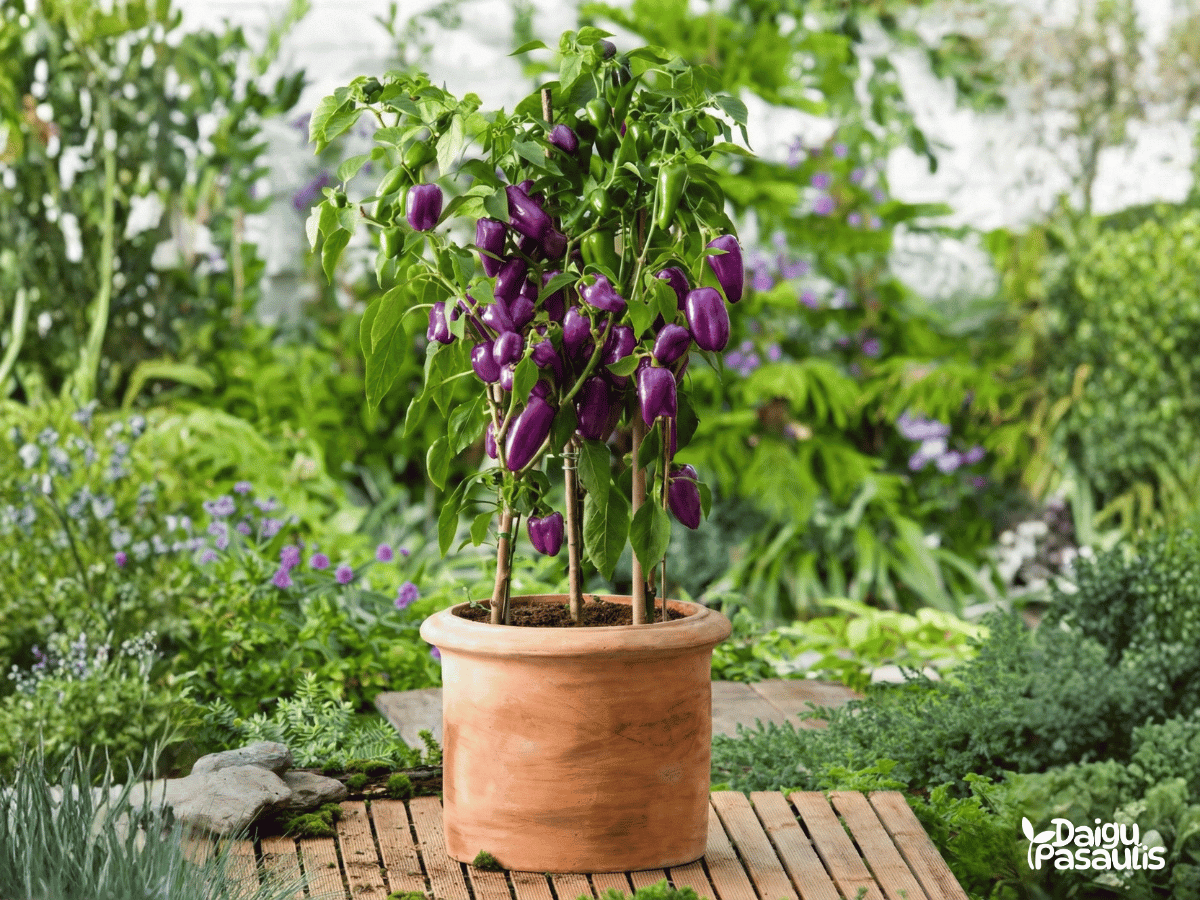 papriku seklos snack lilac