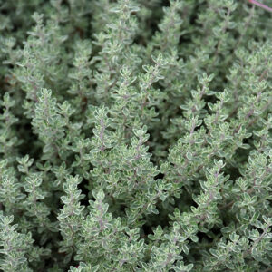 margalapis_citrininis_ciobrelis_silver_lemon