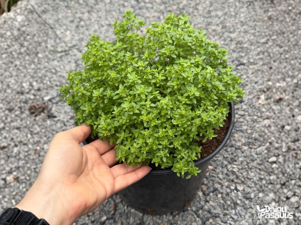 baziliko smulkialapio daigai baziliko smulkialapio daigai