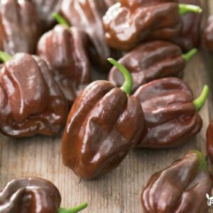 papriku daigai habanero calita brown