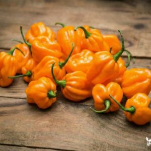 Paprikų daigai Habanero Calita Yellow – egzotiškas aštrumas jūsų namuose Jei ieškote derinio tarp deginančio aštrumo ir tropinio vaisių aromato, paprikų daigai Habanero Calita Yellow (Habanero F1) yra idealus pasirinkimas. Ši veislė vertinama dėl savo ryškios, saulėtos spalvos ir itin aukšto aštrumo lygio, siekiančio iki 400,000 SHU pagal Skovilio skalę. Tai puikus priedas gaminant aštrius padažus, marinatus ar džiovinant pipirus žiemai. Kodėl verta rinktis paprikų daigai Habanero Calita Yellow? Išskirtinis aromatas: Priešingai nei raudonosios veislės, geltonieji Habanero pipirai pasižymi dar stipresniu, citrusus primenančiu kvapu. Gausus derlingumas: Augalas suformuoja tvirtą krūmą, kuris būna tiesiog aplipęs 4–6 cm ilgio, raukšlėtais vaisiais. Ryški išvaizda: Vaisiai nokdami keičia spalvą iš tamsiai žalios į ryškiai geltoną, todėl augalas atrodo labai dekoratyviai. Kompaktiškas dydis: Šie paprikų daigai Habanero Calita Yellow puikiai tinka auginti tiek šiltnamiuose, tiek erdviuose vazonuose balkonuose ar saulėtose terasose. Sveikata ir energija: Aštrūs pipirai žinomi dėl savo savybių greitinti medžiagų apykaitą ir stiprinti organizmą.
