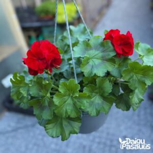 pelargonija_didelis_vazonas