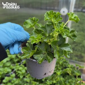 pelargonija_kaskadine_raudona