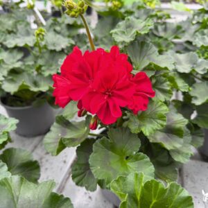 pelargonija krumine raudona tamsi