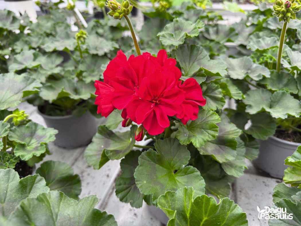 pelargonija krumine raudona tamsi