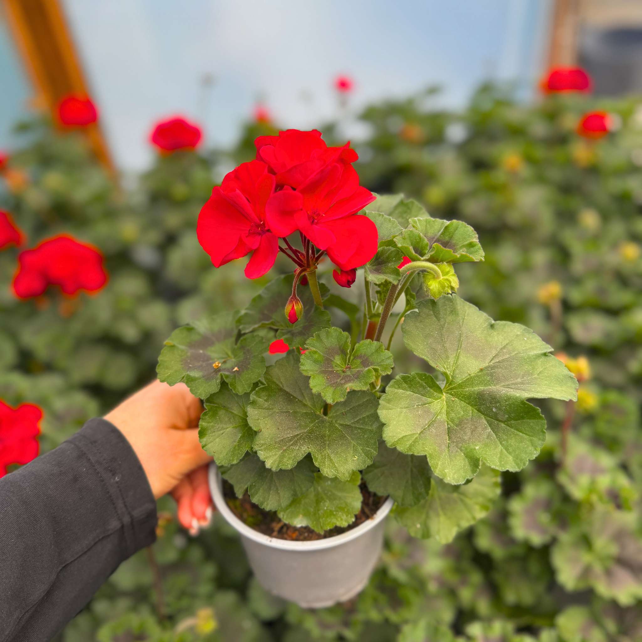 pelargonija_raudona_tamsi