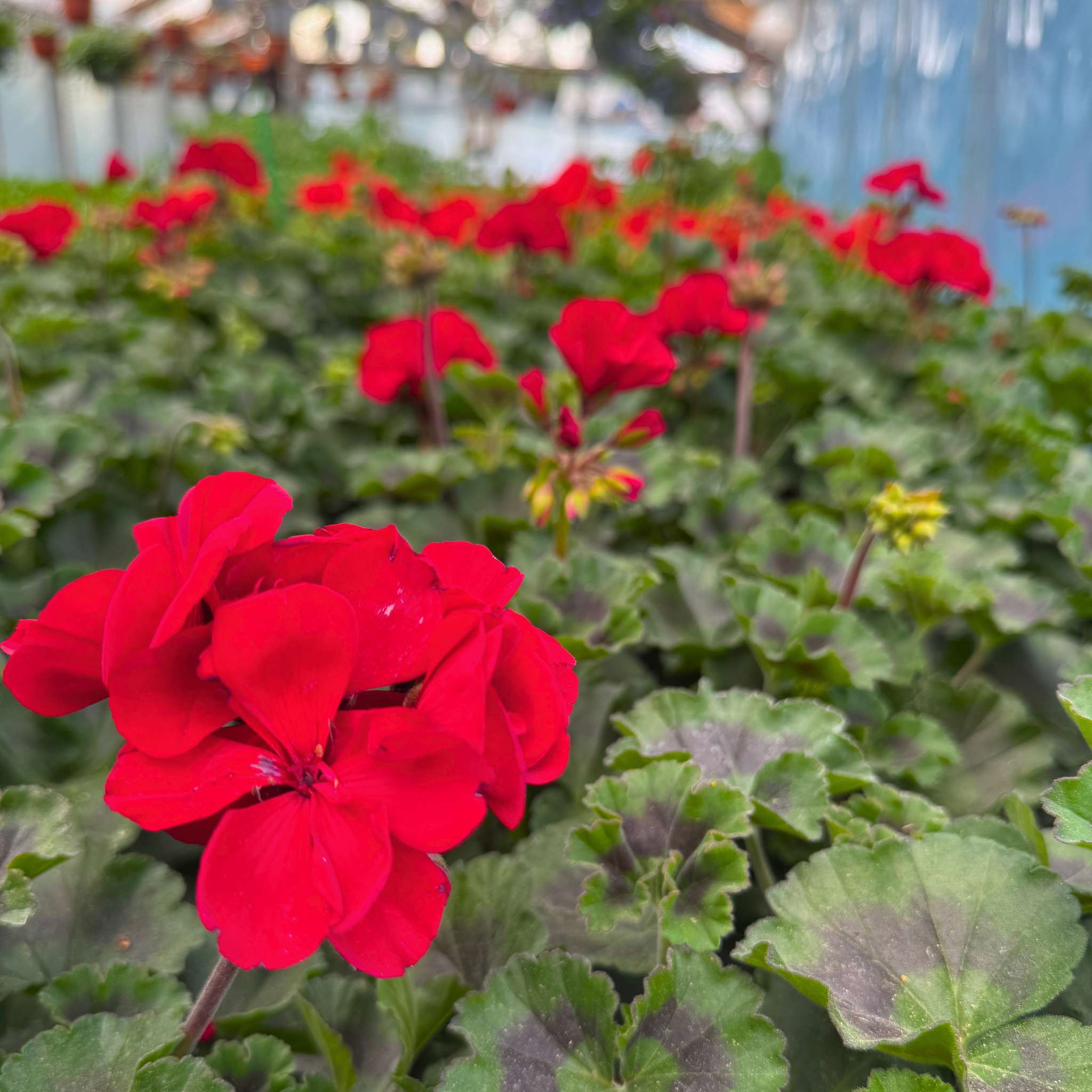 pelargonija_raudona_tamsiai
