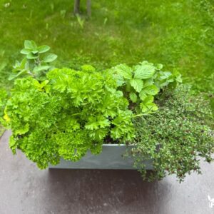 prieskoniu lovelis dasis zemuoge petrazole meta