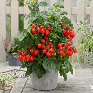Pomidorų Sėklos Evita Compact Red F1