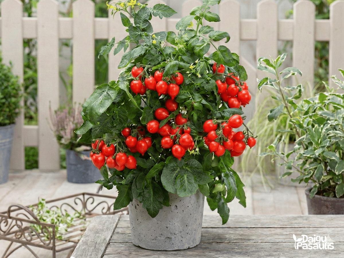 Pomidorų Sėklos Evita Compact Red F1
