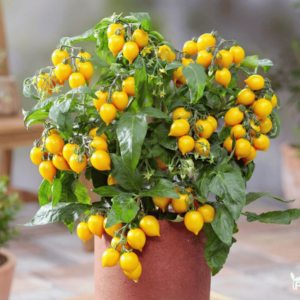 Pomidorų Sėklos Evita Compact Yellow F1