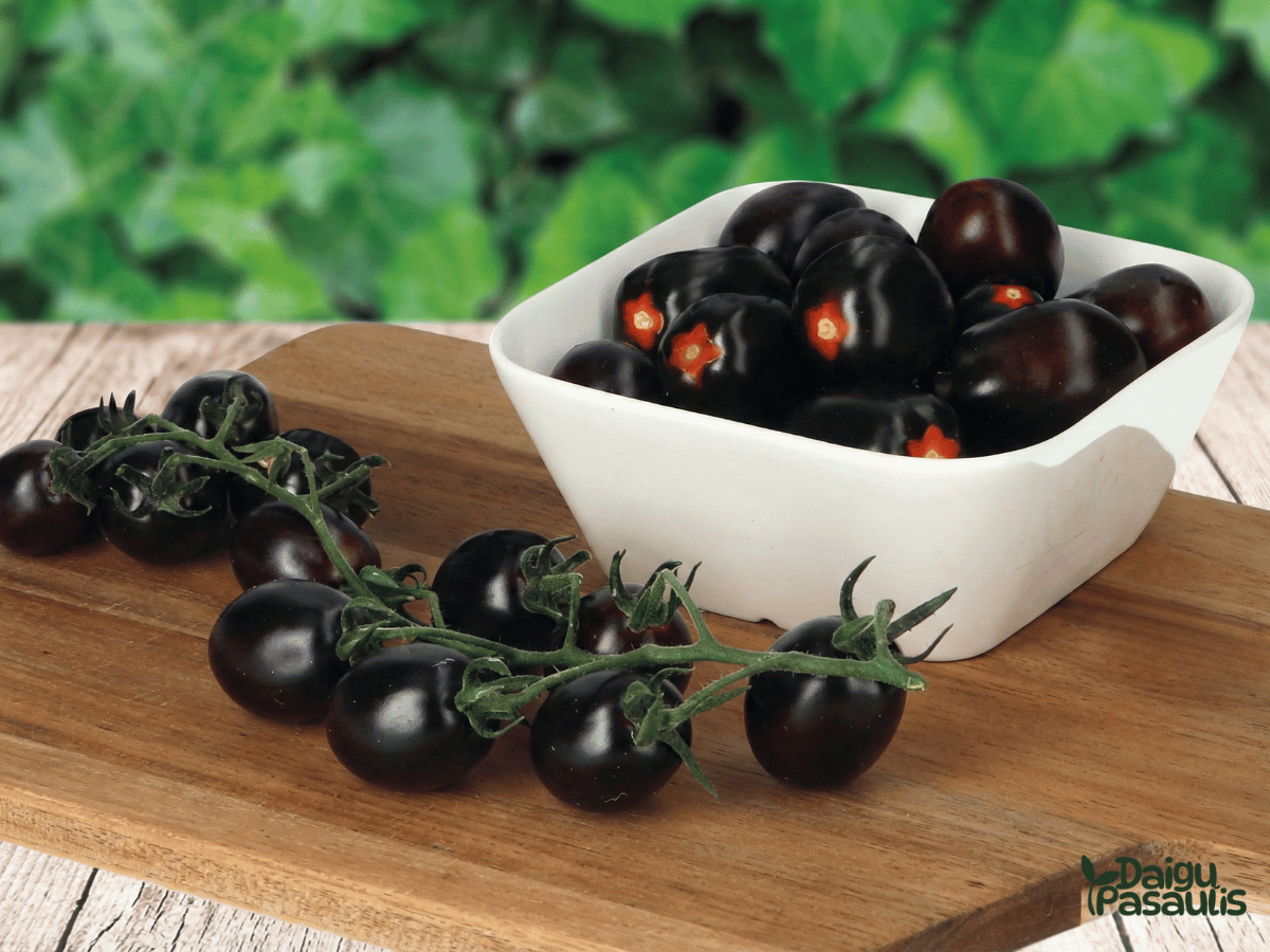 Pomidorų Sėklos Nightshade F1