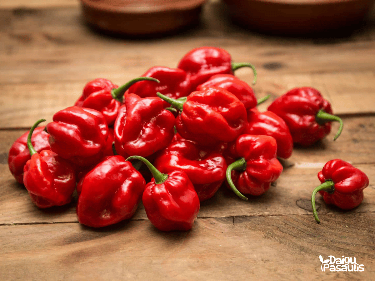 papriku seklos habanero calita red