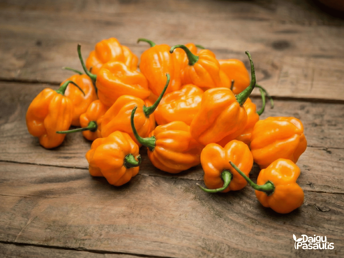 papriku seklos habanero calita orange