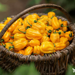 papriku seklos habanero calita yellow (1)