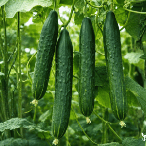 Agurku Seklos Burpless Tasty Green F1