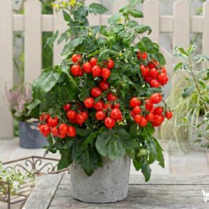 Pomidorų Daigai Compact Red