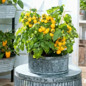 Pomidoru daigai Gourmandise Yellow