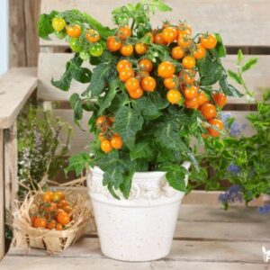 pomidoru daigai little heartbreaker orange