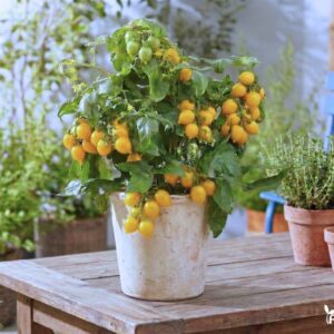 pomidoru daigai little heartbreaker yellow