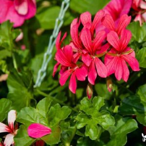 Pelargonija kaskadinė ryškiai rožinė