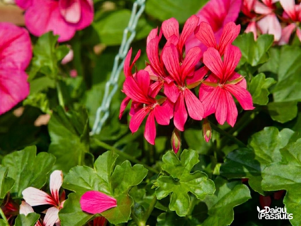 Pelargonija kaskadinė ryškiai rožinė