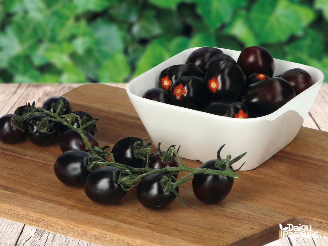 Pomidorų Daigai Nightshade