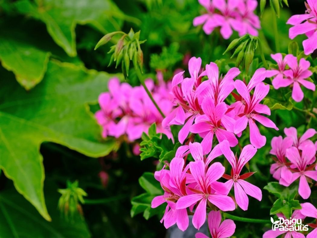 kaskadine pelargonija sviesiai rozine