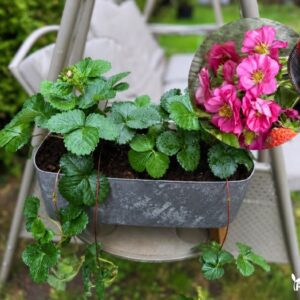 BRAŠKIŲ LOVELIS ROŽINIAIS ŽIEDAIS
