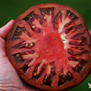 pomidorai cherokee purple