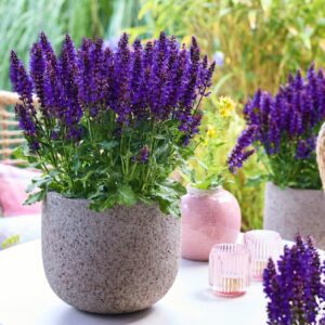 salavijas blue bouquetta