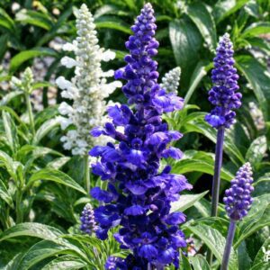 salavijas farina blue