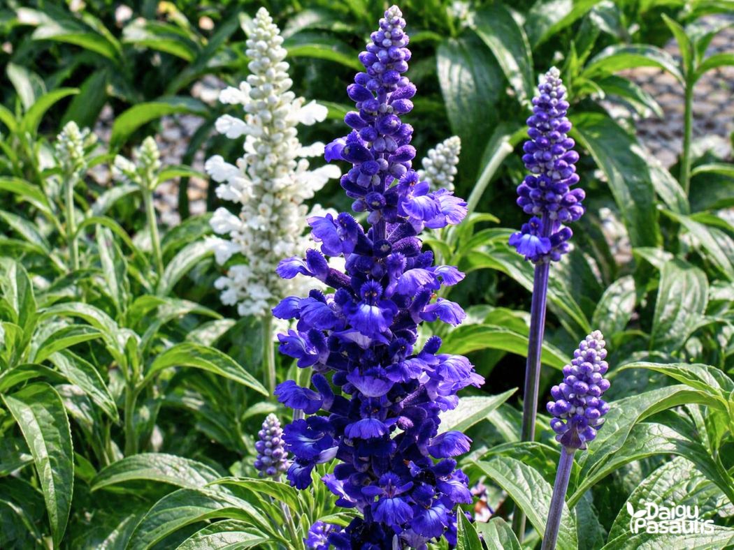 salavijas farina blue