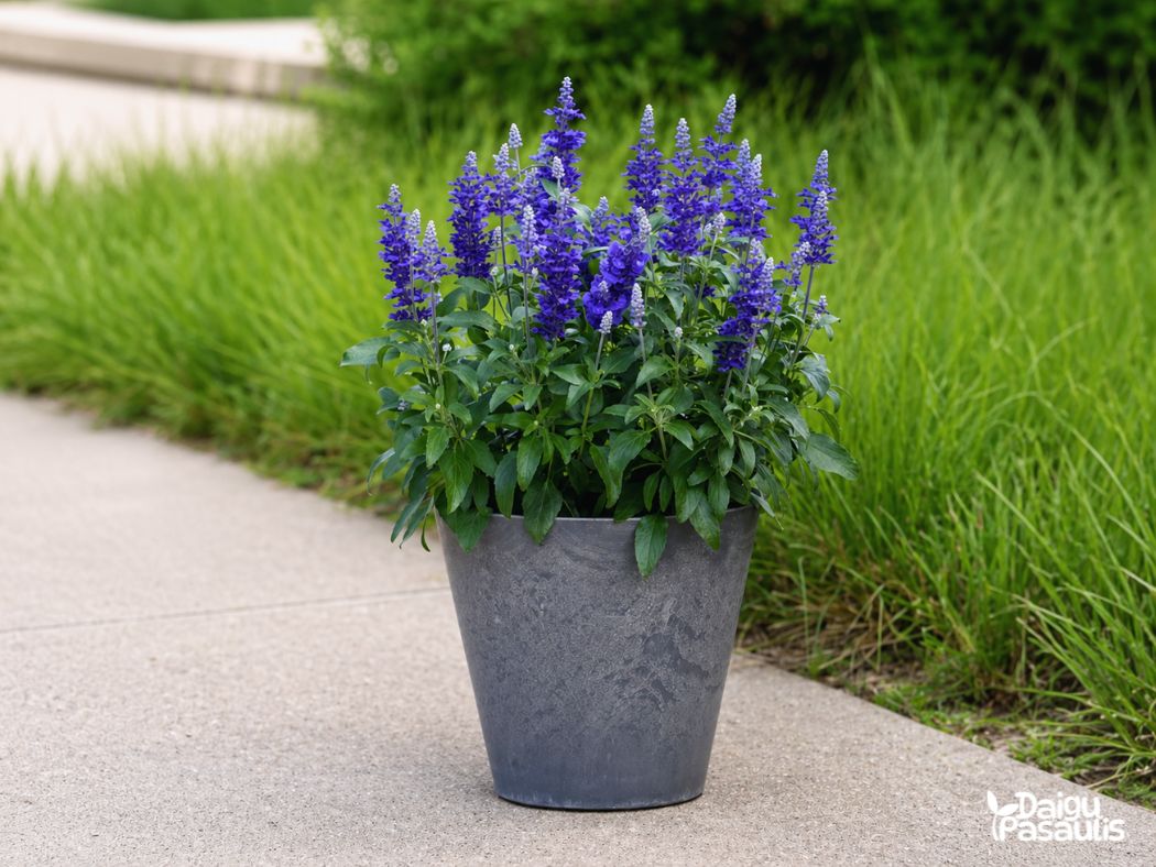 salvia farina blue salvia farina blue