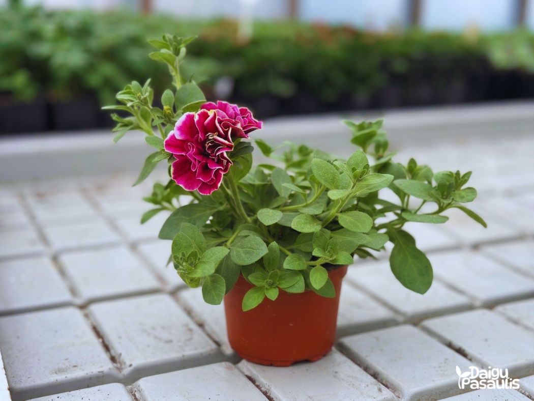 surfinija svyranti pilnavidurė rožinė surfinija svyranti pilnavidurė rožinė