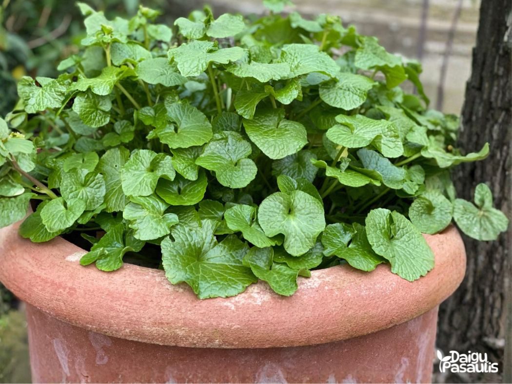 wasabi galima auginti ir vazone