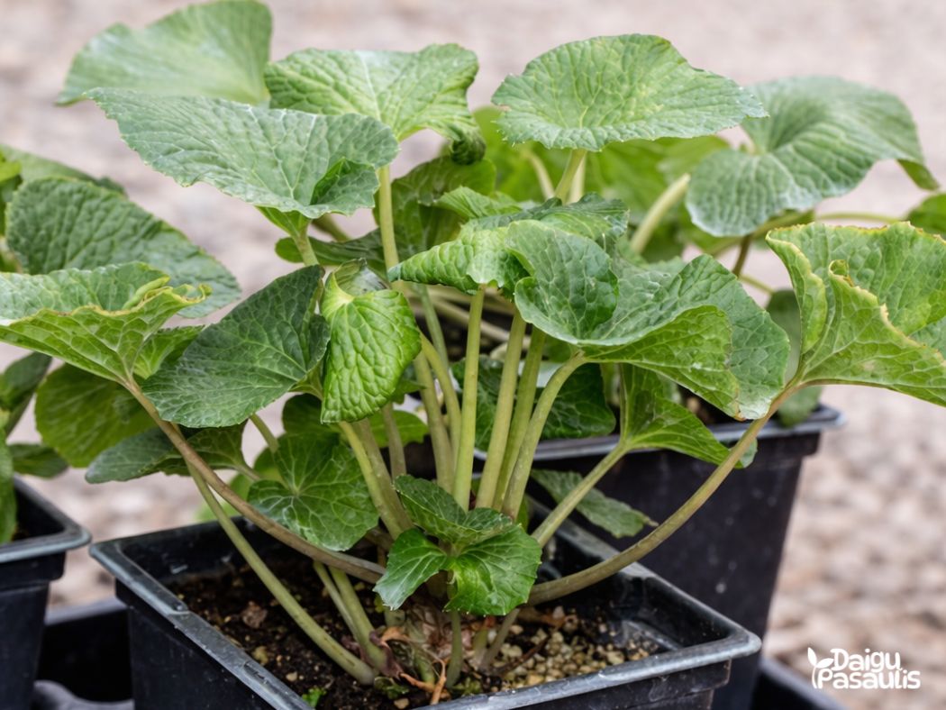 wasabi prieskoninis augalas wasabi prieskoninis augalas
