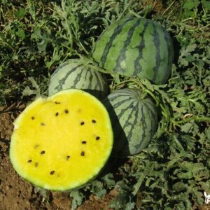 arbuzu daigai yellowin