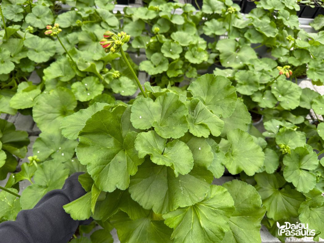 calliope pelargonija pusiau svyranti rozine calliope pelargonija pusiau svyranti rozine