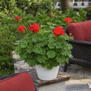 calliope pelargonija rozine pusiau svyranti