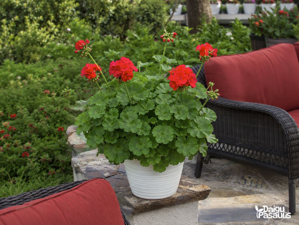 calliope pelargonija rozine pusiau svyranti