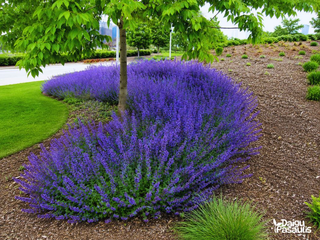 nepeta blue planet nepeta blue planet