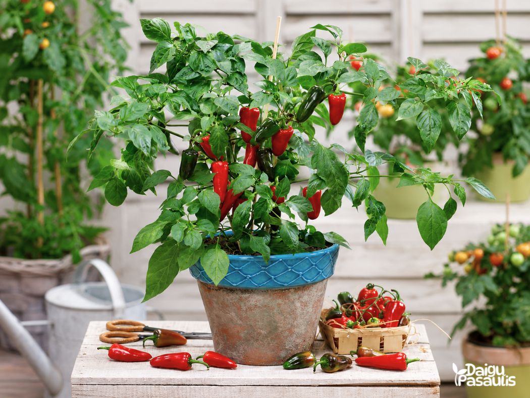 papriku daigai jalapeno baby red