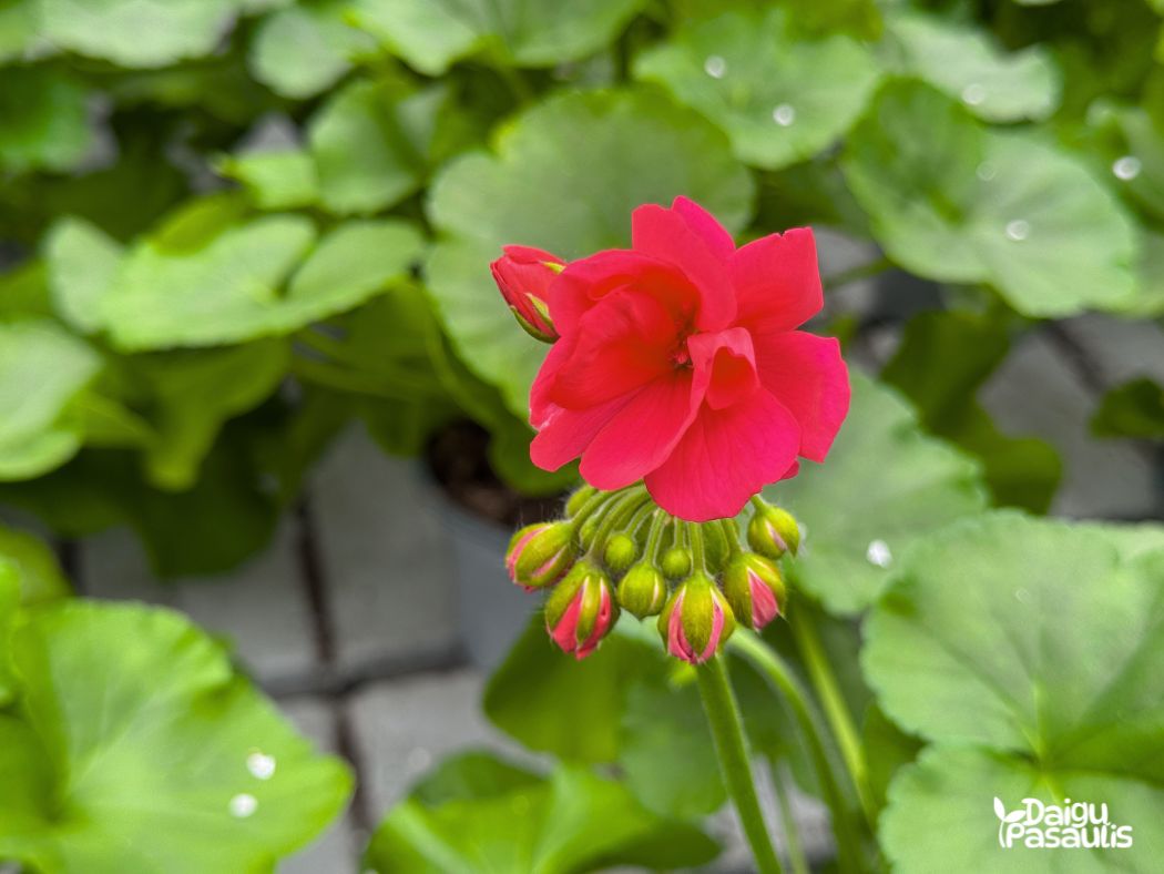 pelargonija calliope pusiau svyranti rozine pelargonija calliope pusiau svyranti rozine