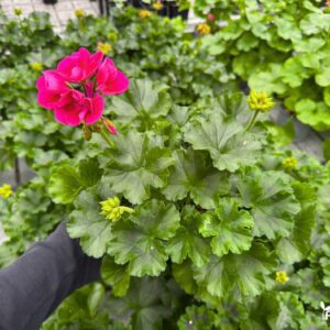 pelargonija krumine rozine ryski