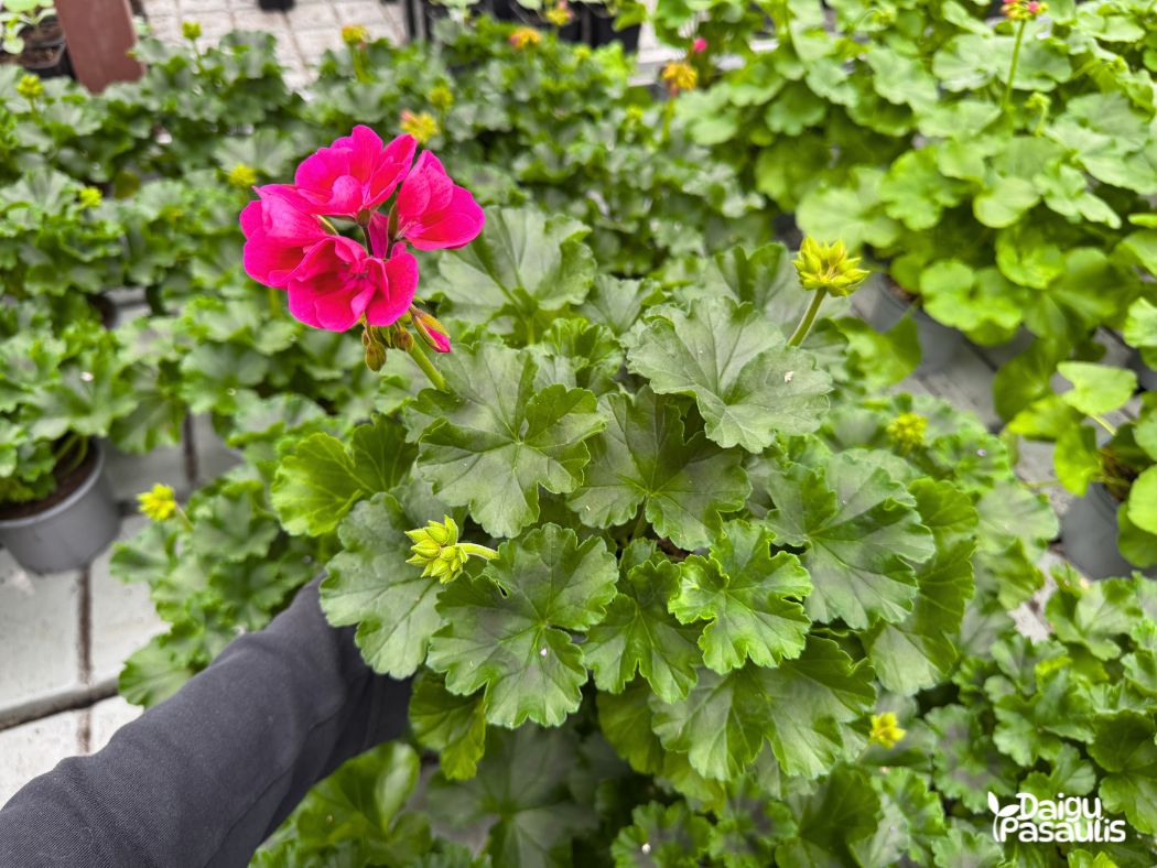 pelargonija krumine rozine ryski